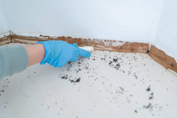 Wasp Removal Services in Dilworthtown, PA